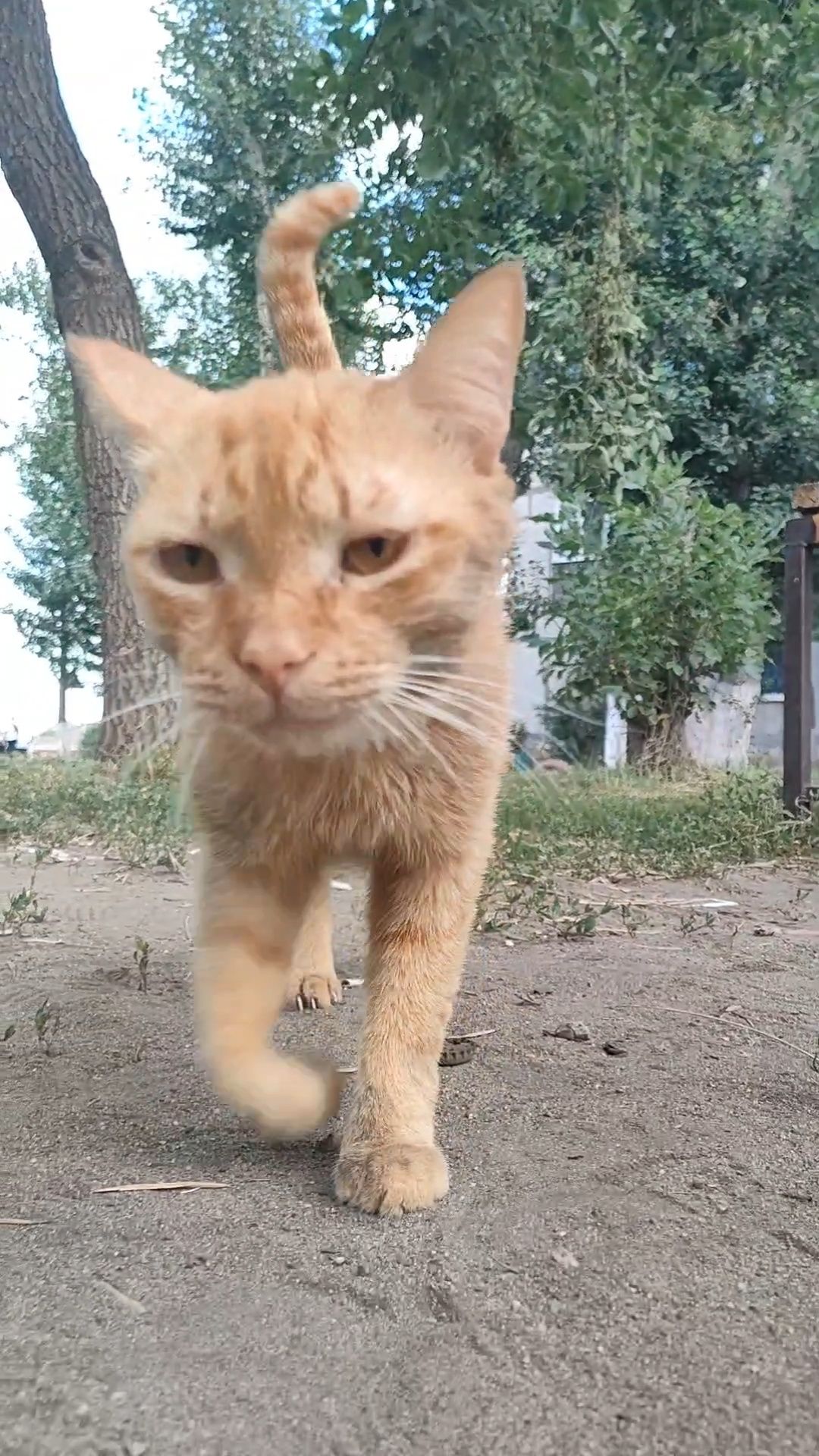 Кот, ручной, ласковый, кастрирован