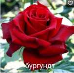 Розы чайногибридные саженцы