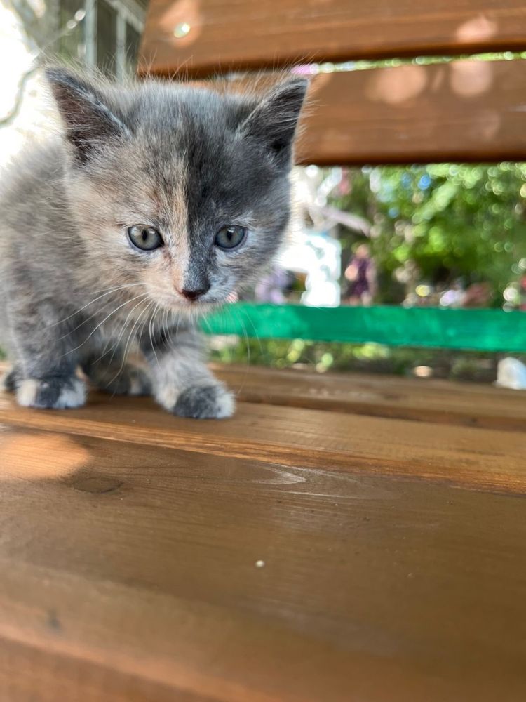 Котики изут дом и тепло