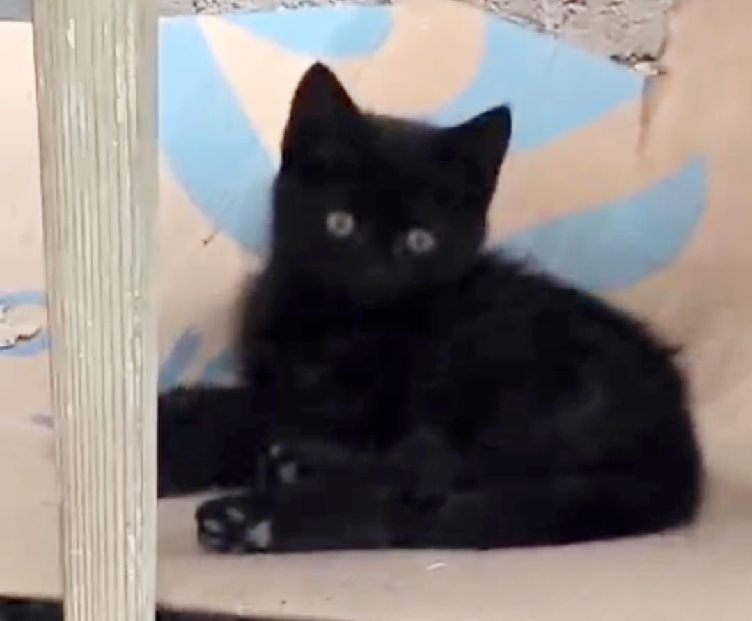 Срочно котята в добрые руки!!