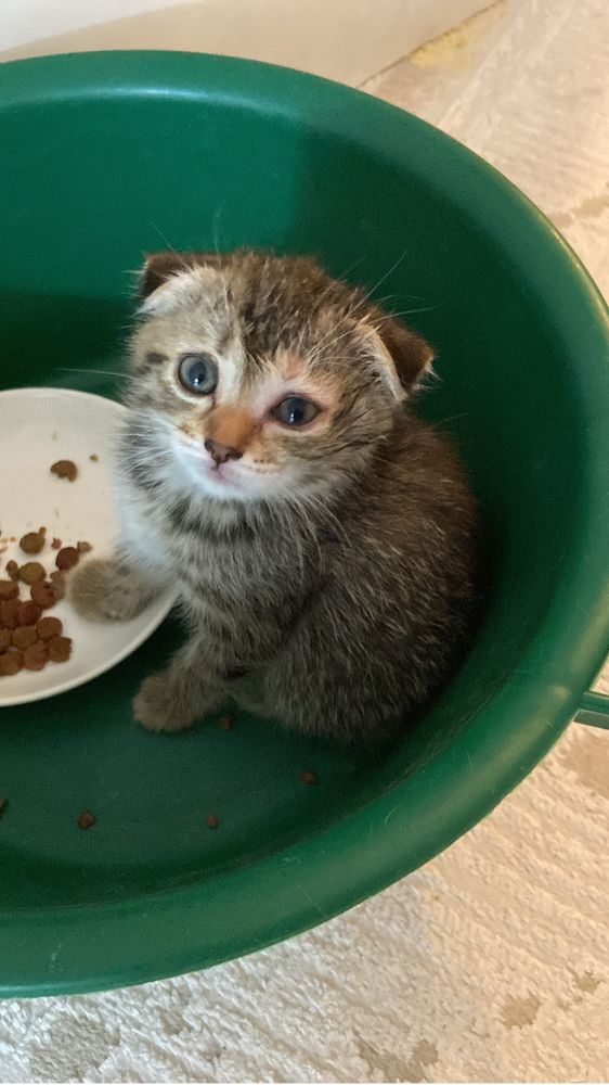 Котята Мысыктар 2 и 4 месяцев