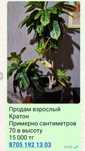 Продам взрослый кратон