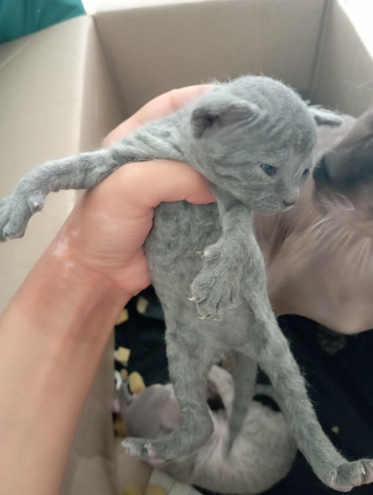 Бронь на котят породы сфинкс