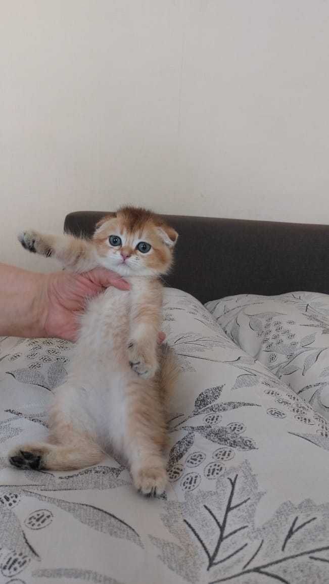 Вислоухие Шотлансдкие шиншиллы