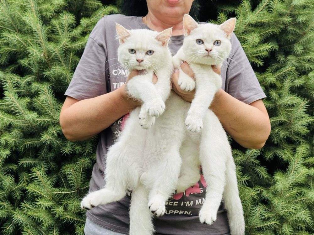 Британские котята серебристого окраса