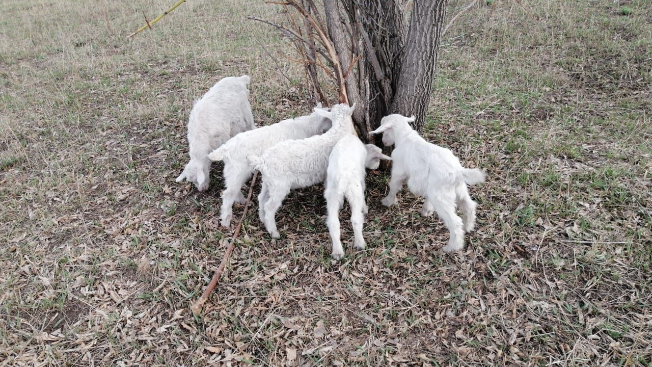 Продам мелкий рогатый скот