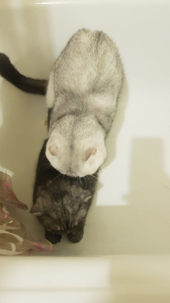 Вязка, случка, кота не продажа котят! Шикарный опытный кот