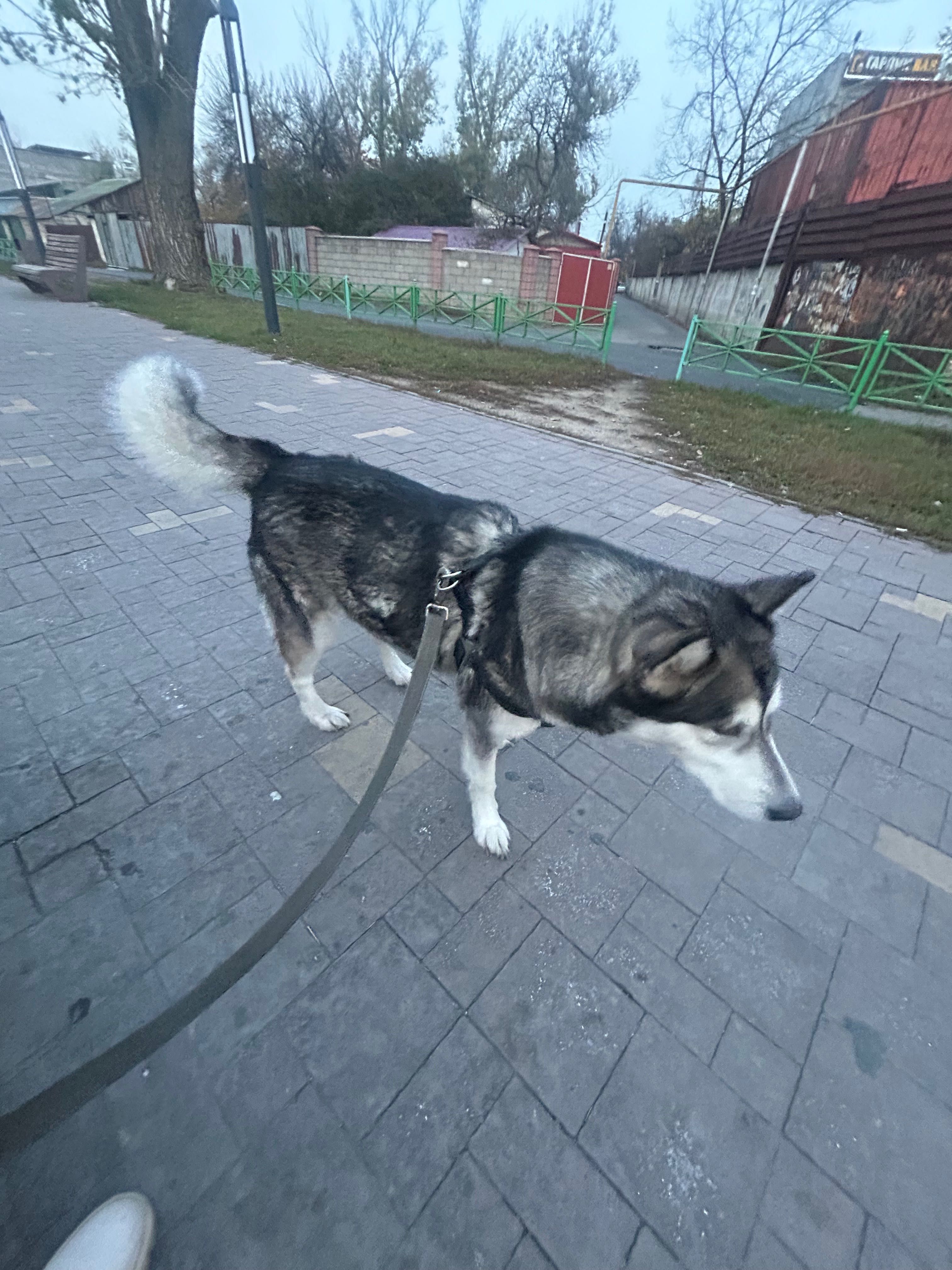 Отдам собаку маламута
