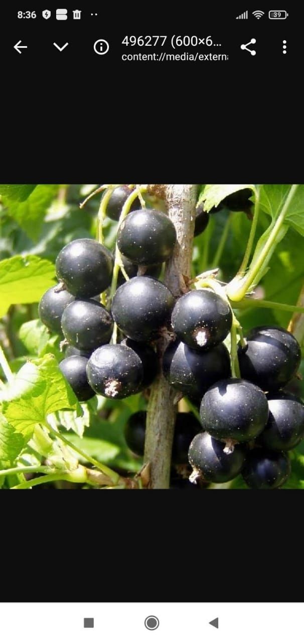 Продам черную смородину