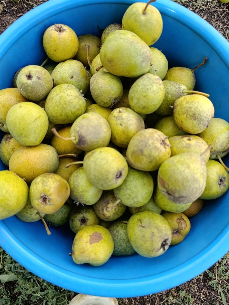 Продам груша садовая