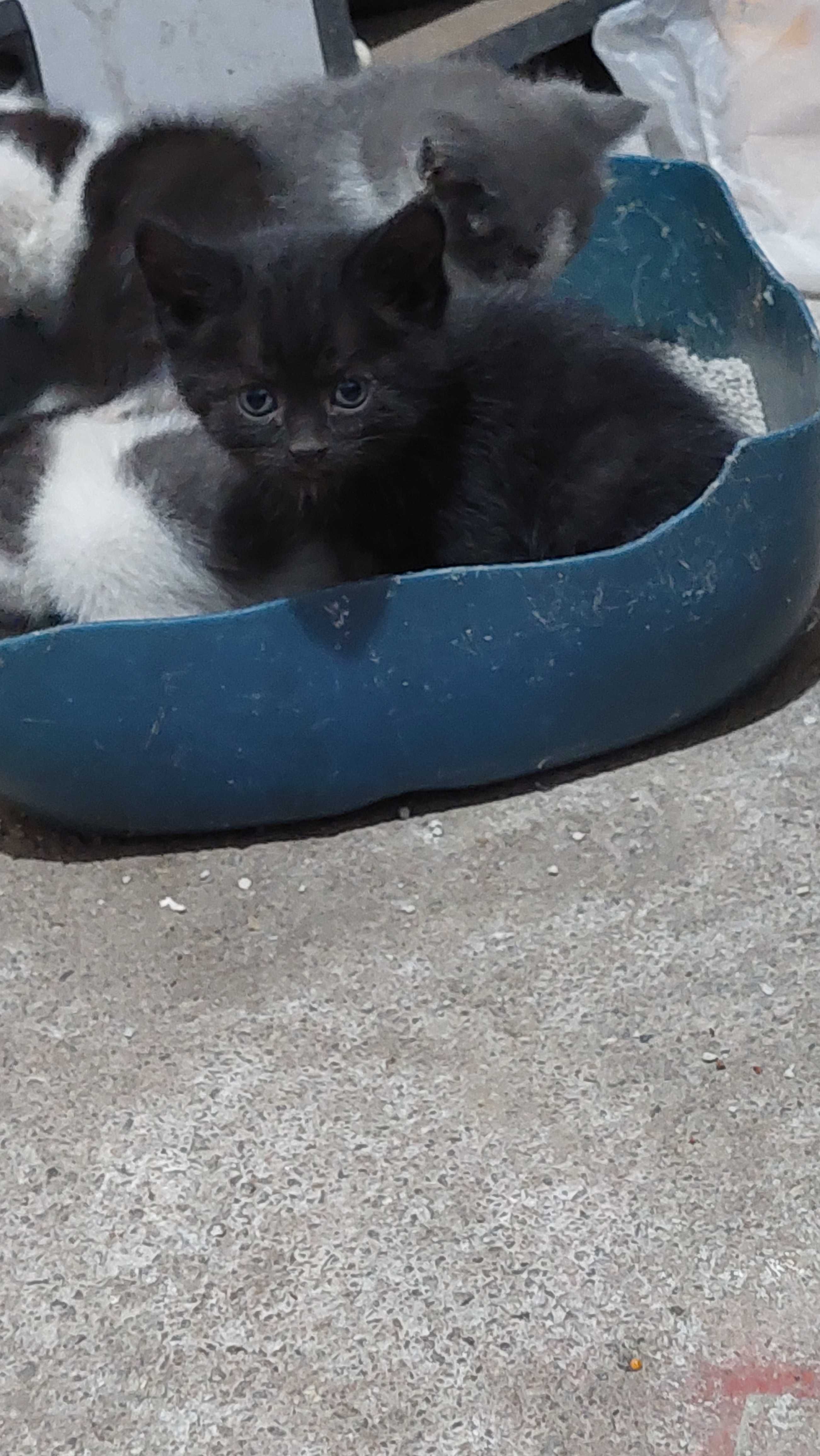 котята в хорошие руки