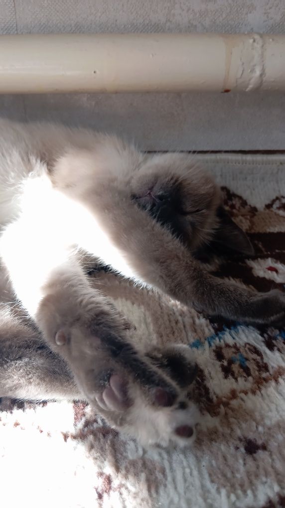 Сиамский кошка хароший