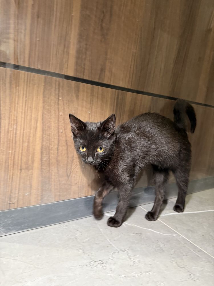 Котенок 3 месяца