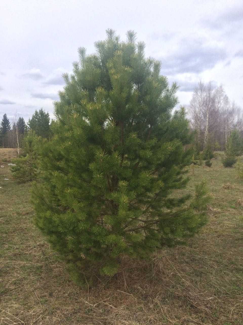 Деревья крупномеры Кедр, Пихта,  Ель, Сосна, Можжевельник ( с комом) .