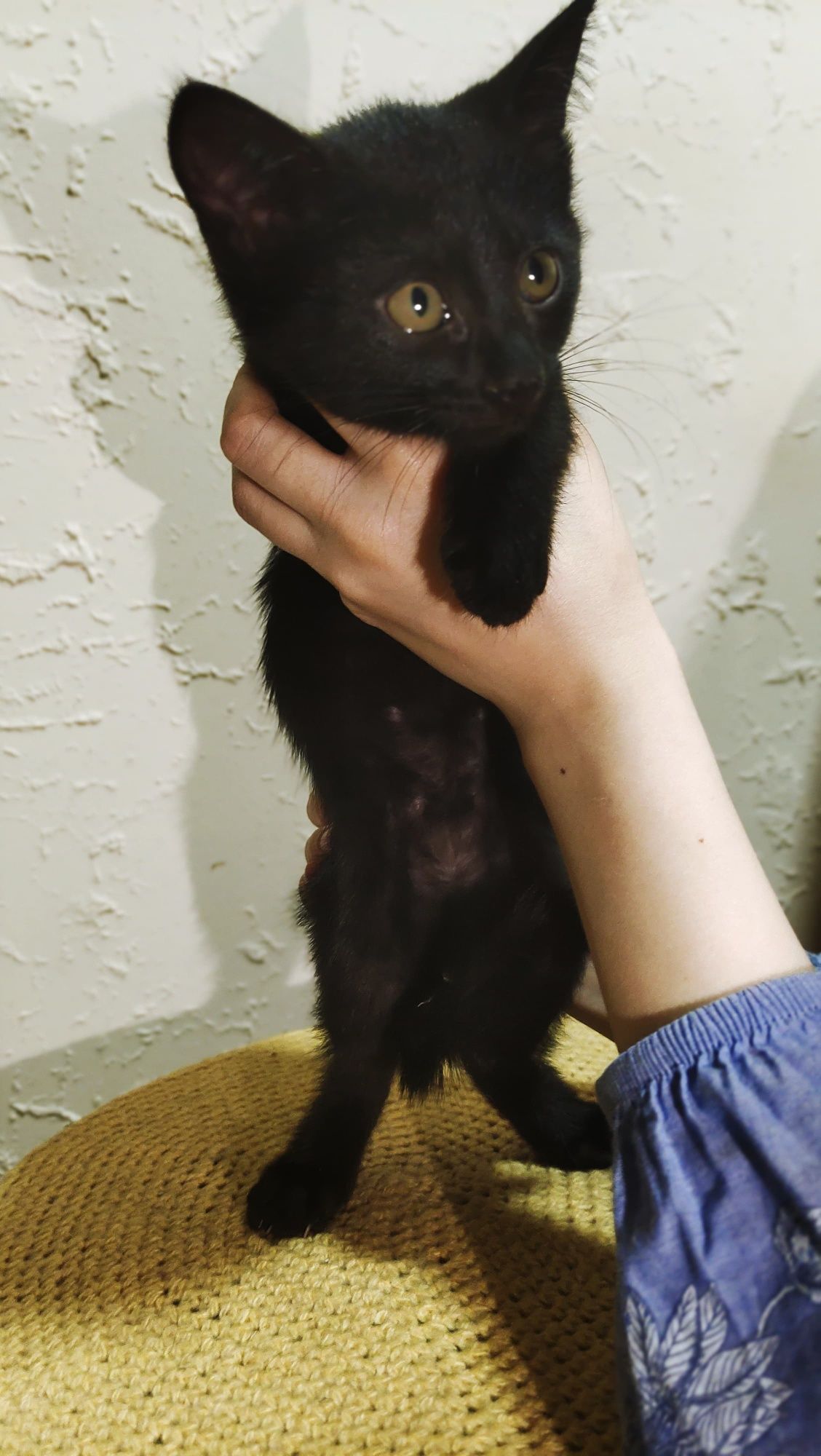 Котёнок мальчик в добрые руки