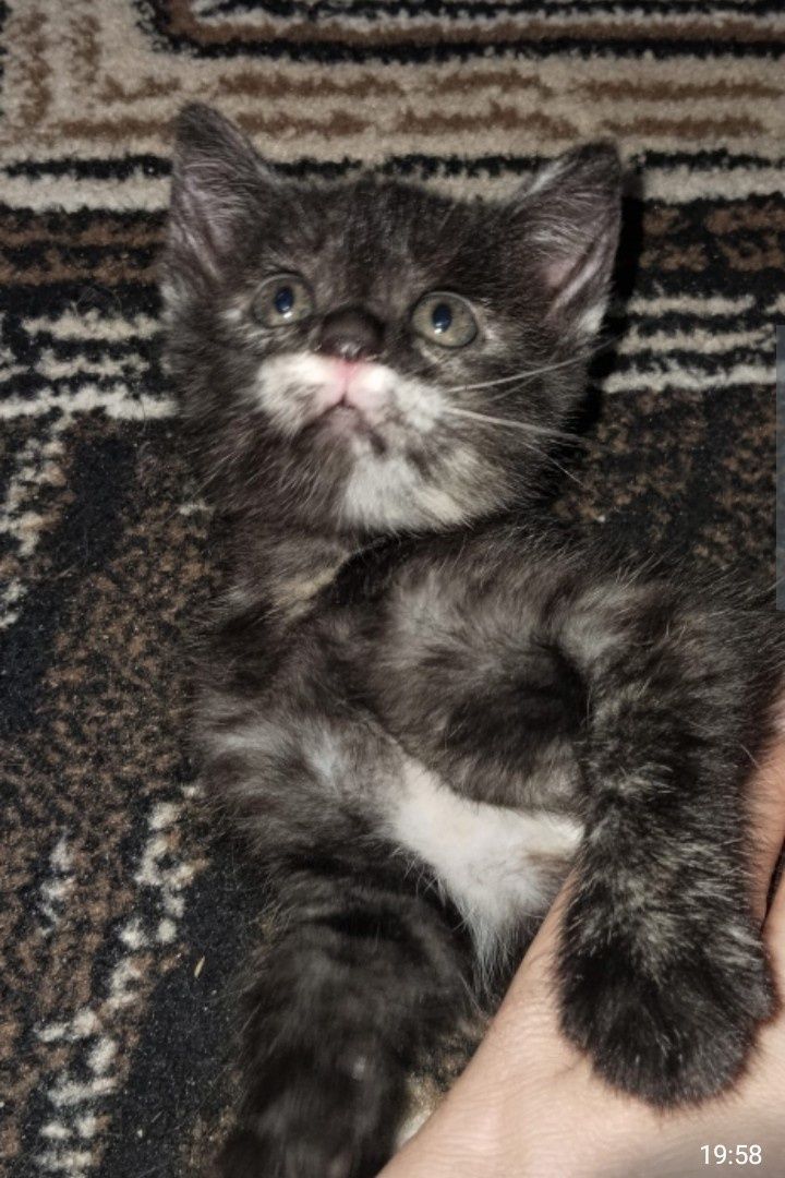 Котята полтора месяца