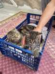 Прадается котенок