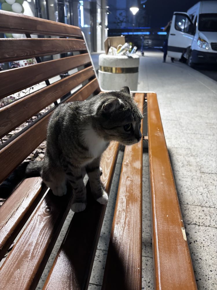 Потерялась кошка Астана