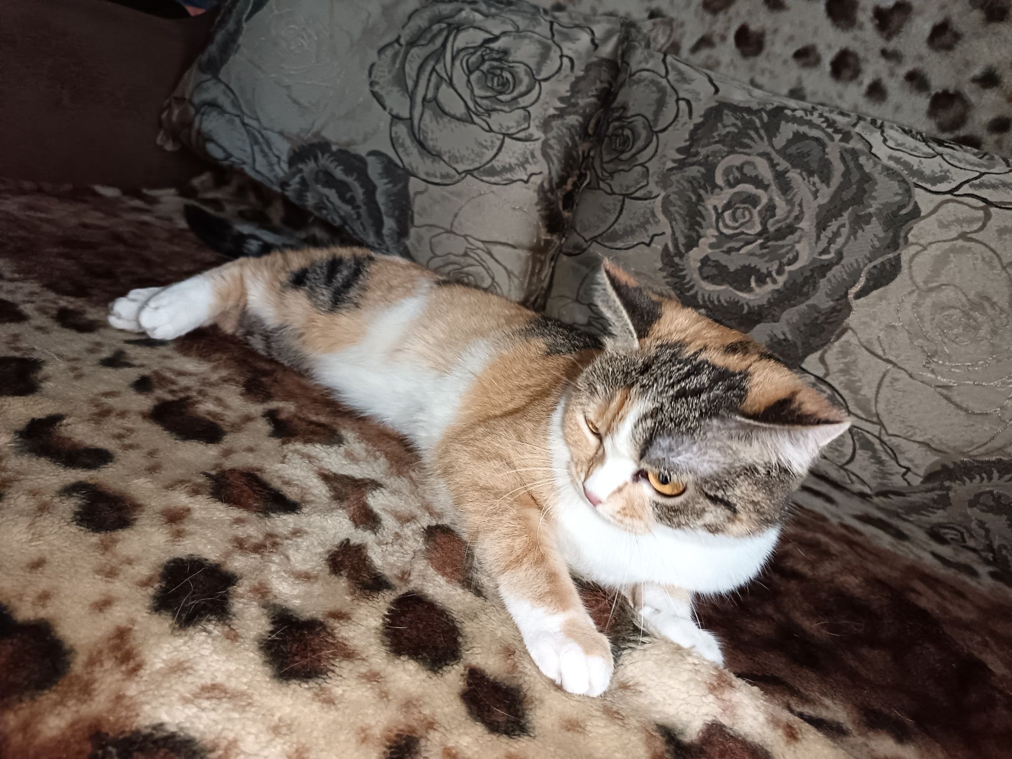 Кошка, 3 года.Отдам в добрые руки кошку
Спокойная