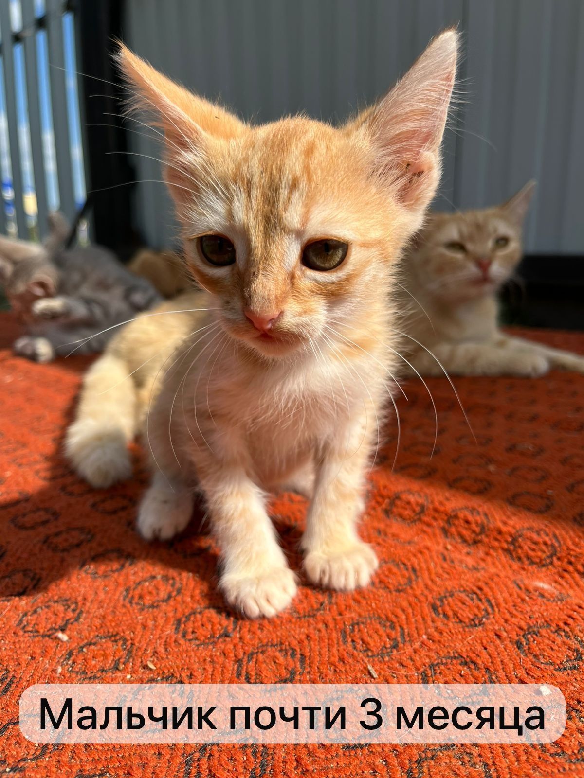 Бесплатно Отдам котят