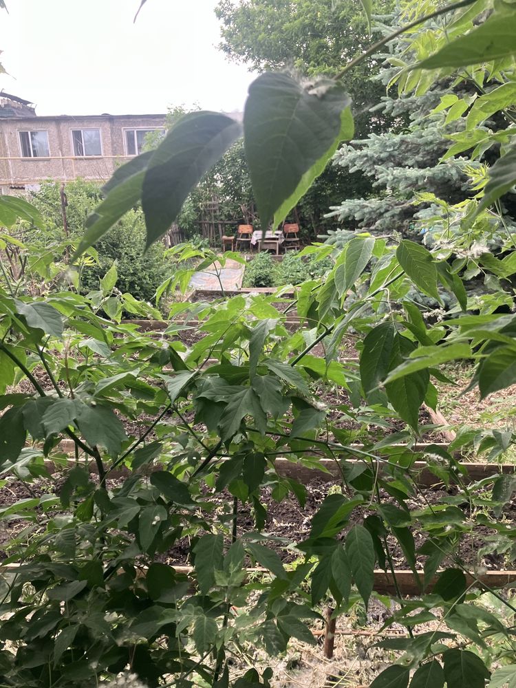 Продам малосемейку