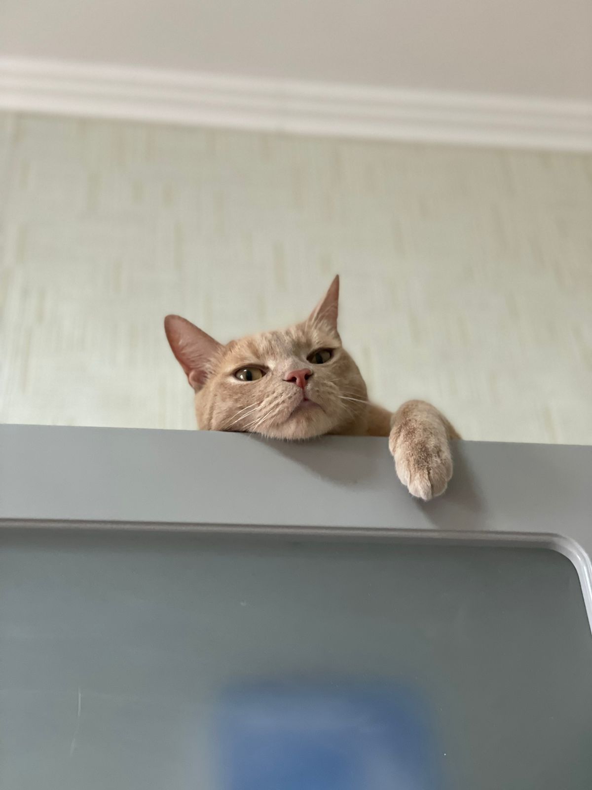 Передержка по одной кошке.
