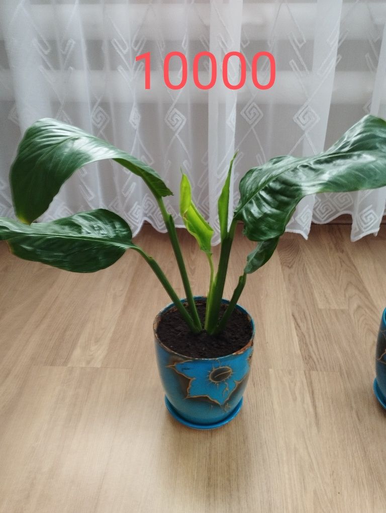 Продам спатифиллум гигант