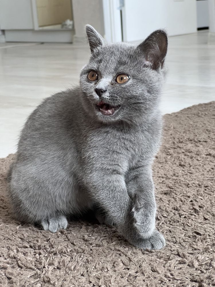 Котенок британский