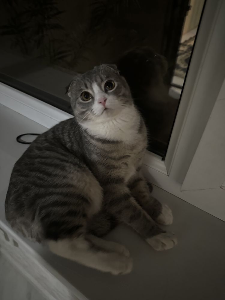 шотландская кошка мальчик вислоухая