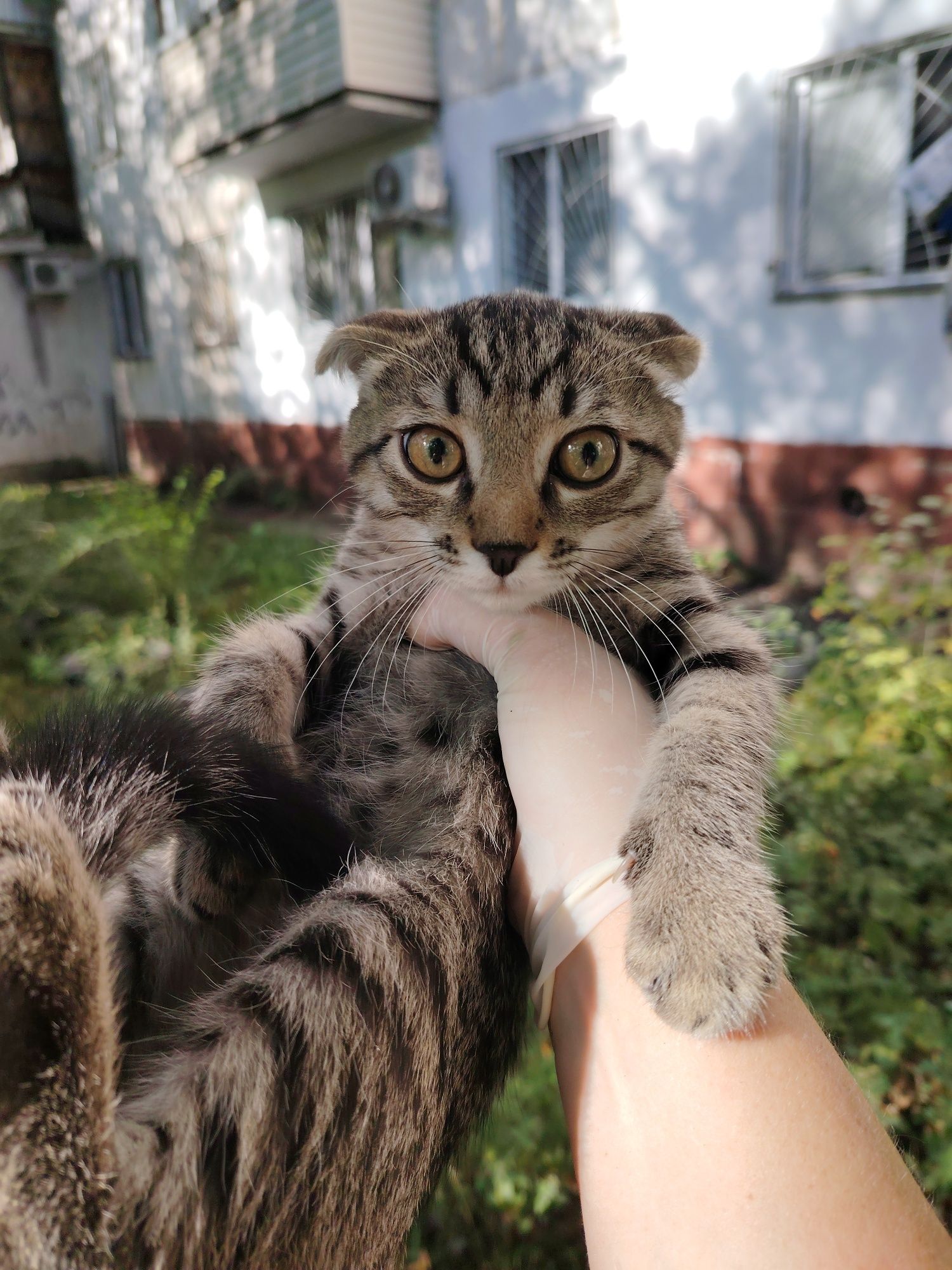 Срочно пристраивается вислоухий  котёнок
