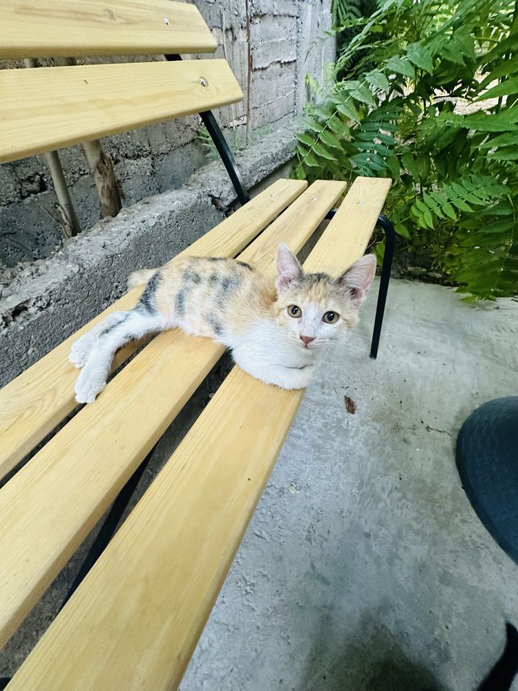 Отдам котят в добрые ручки