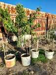 Продам саженцы крижовникоа