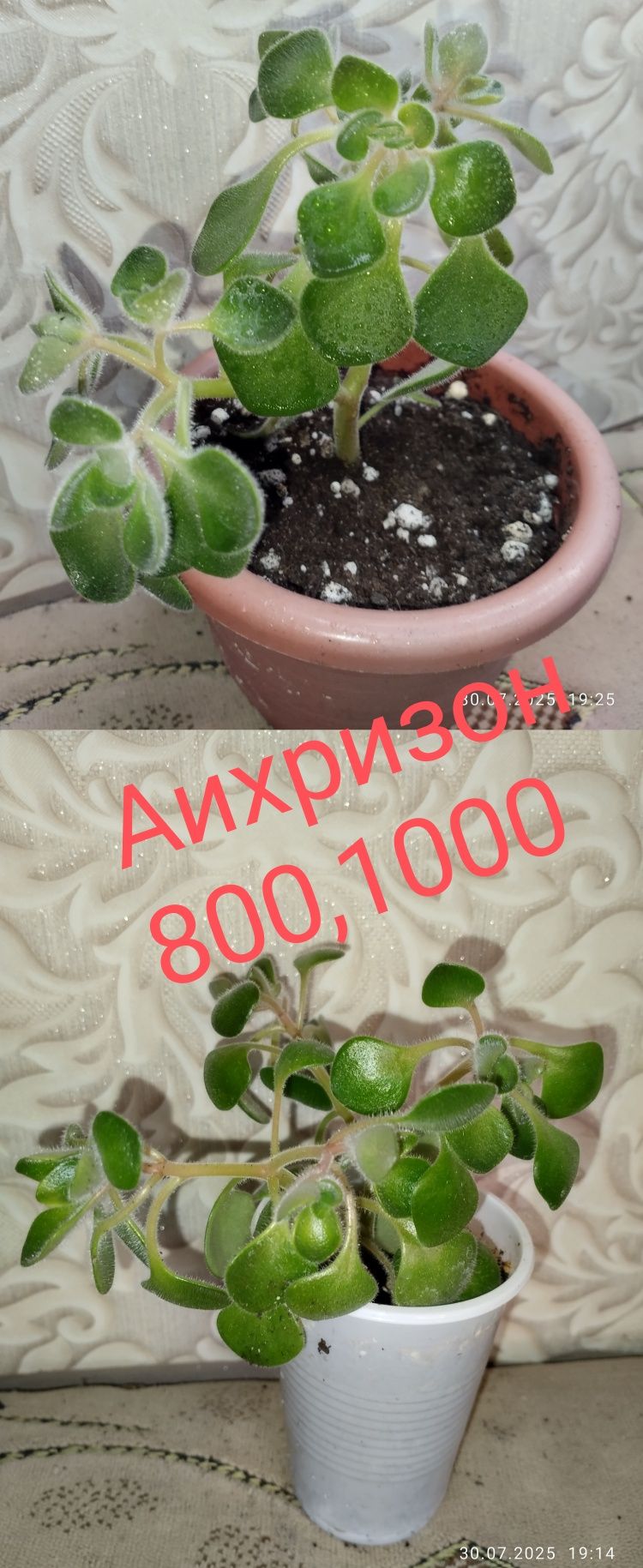 Цветы на продажу