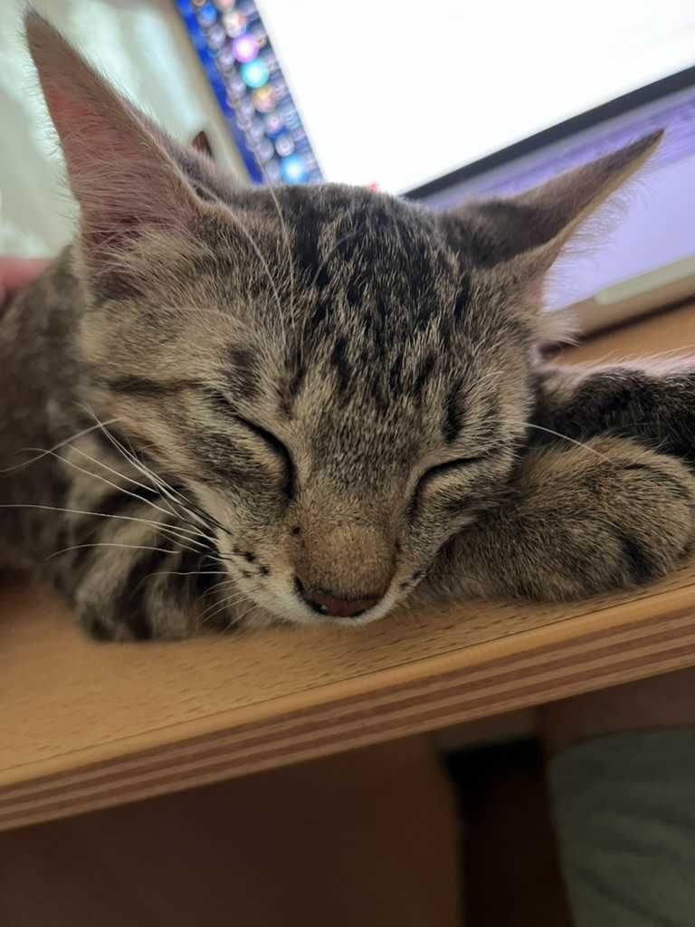 Котёнок(девочка), тигровый окрас