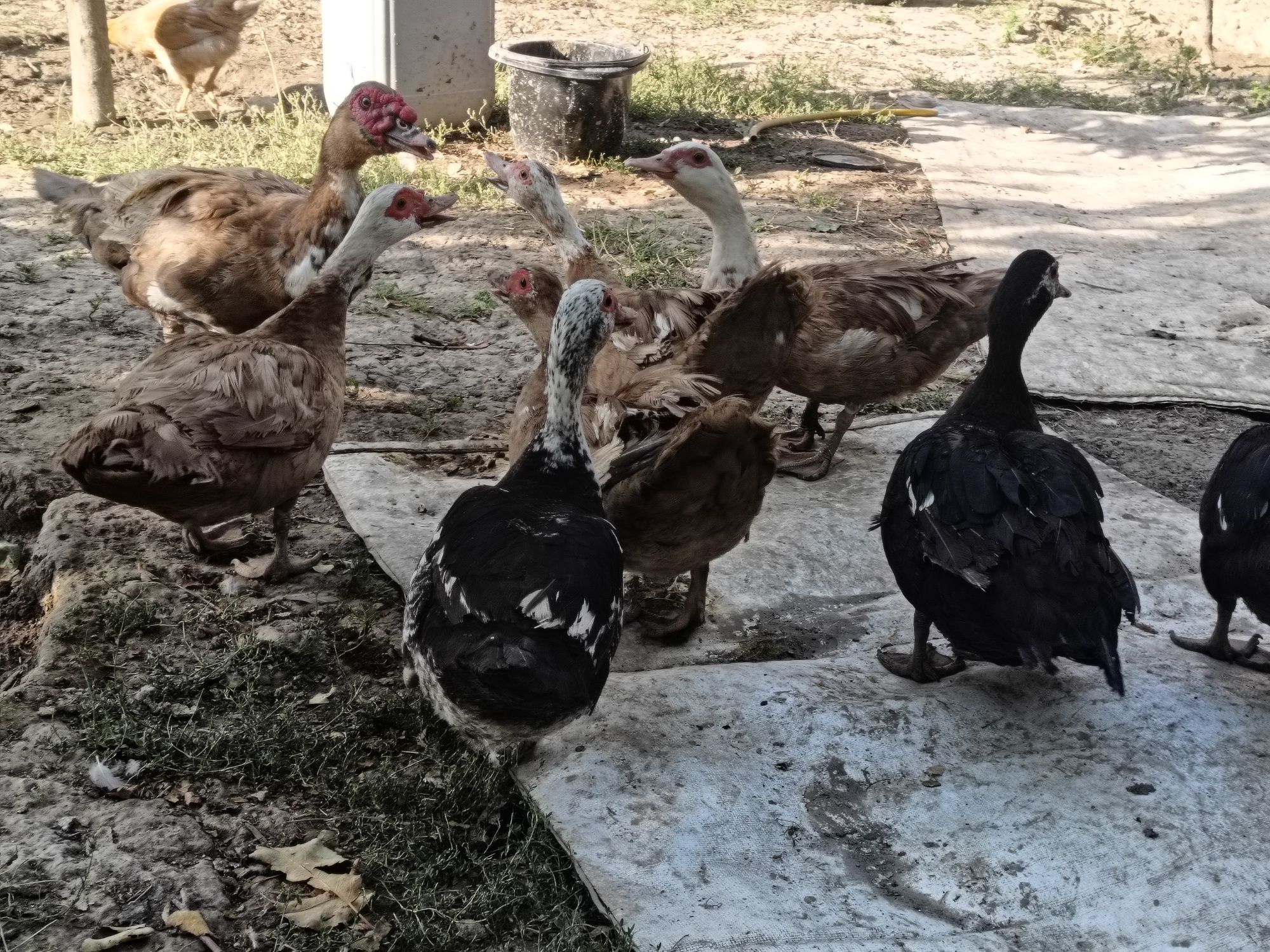 Продам или обмен приглогаите
