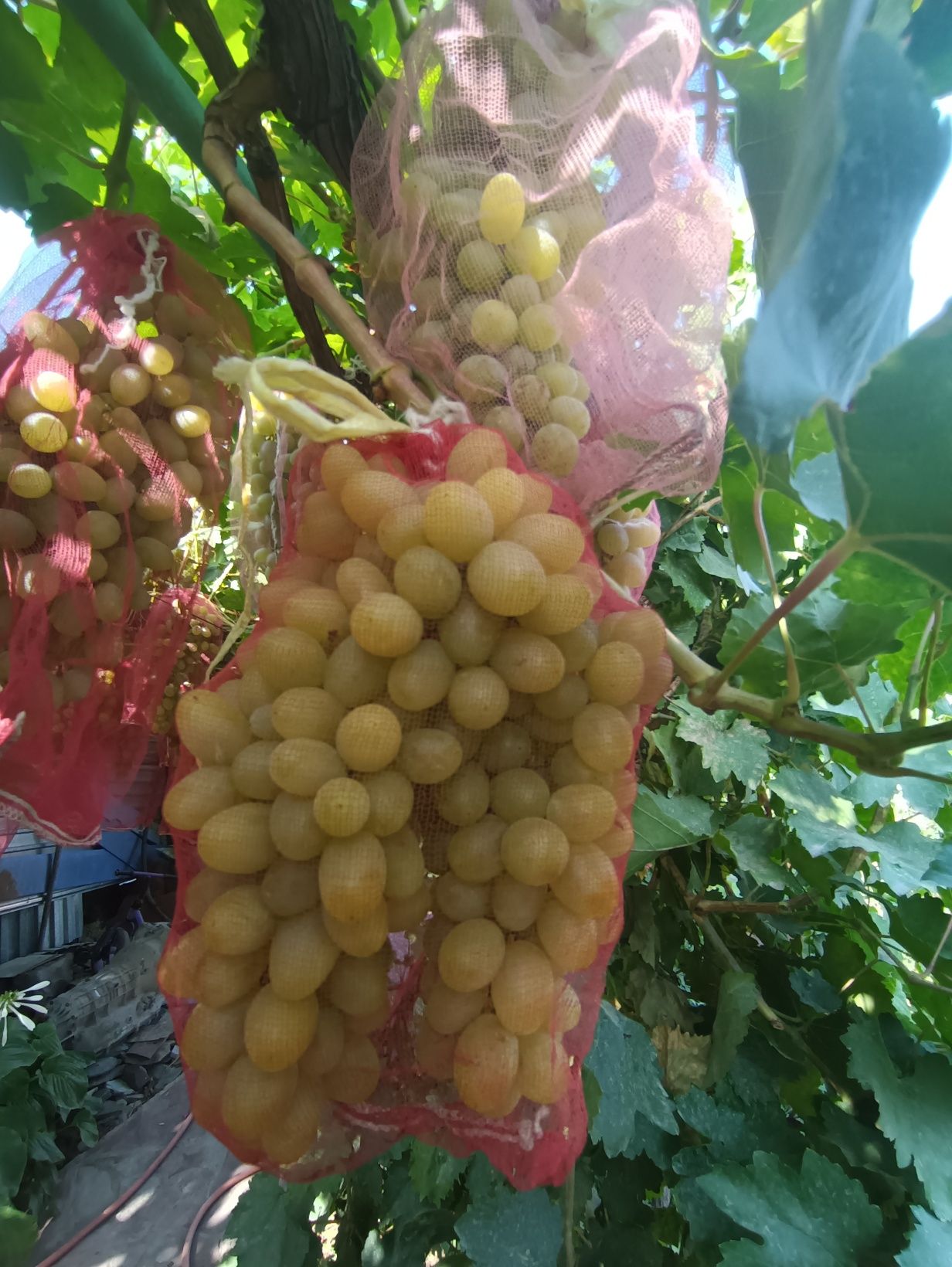 Виноград,домашний. Сладкий,спелый,сочный. С куста на выбор