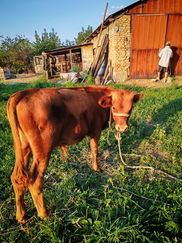 Продам дойную корову с теленком