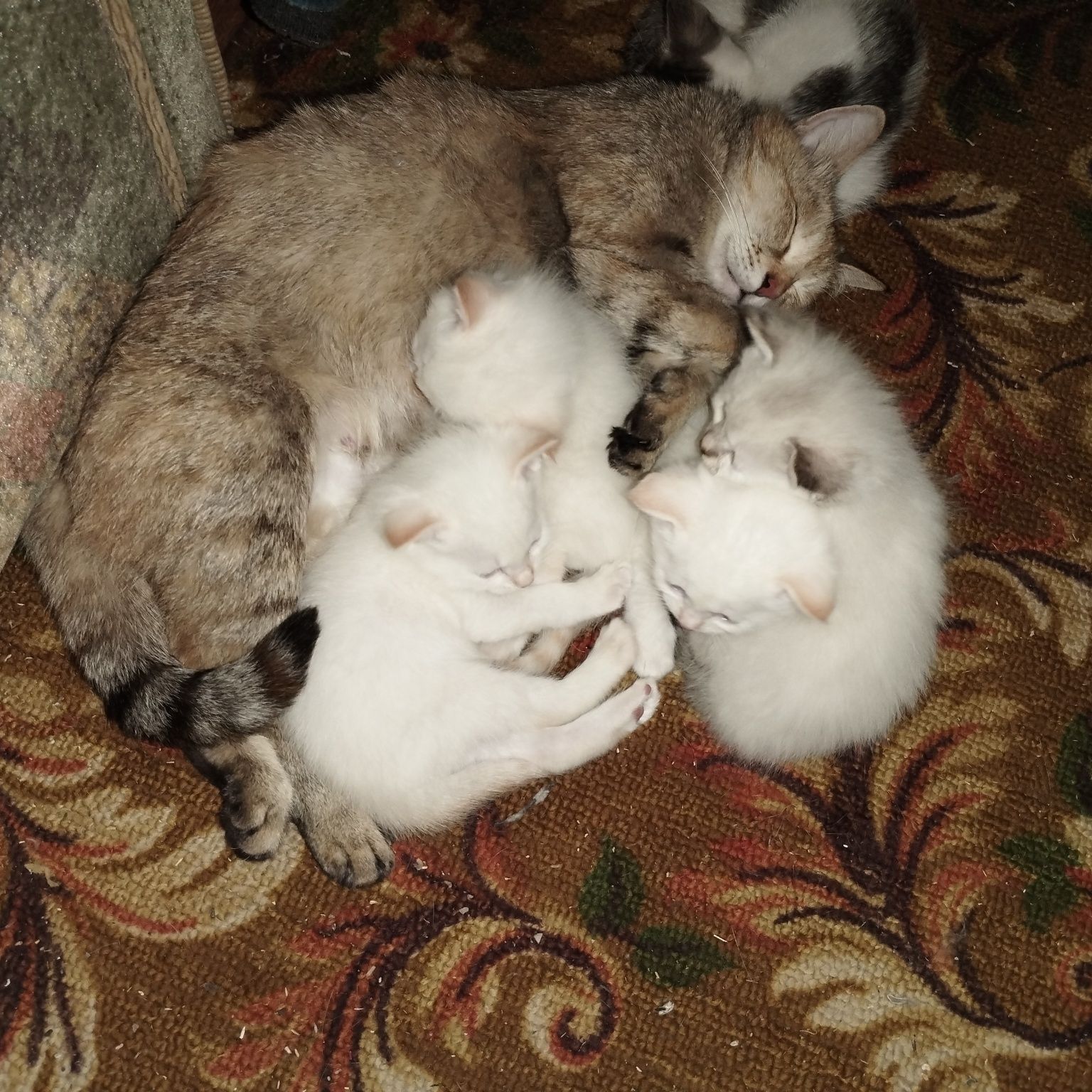 Отдам котят в хорошие руки. Красивые