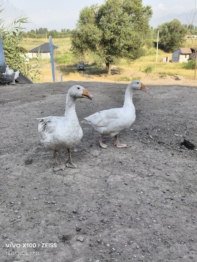 Продам гусей четыре шт