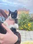 Отдам котенка в добрые руки