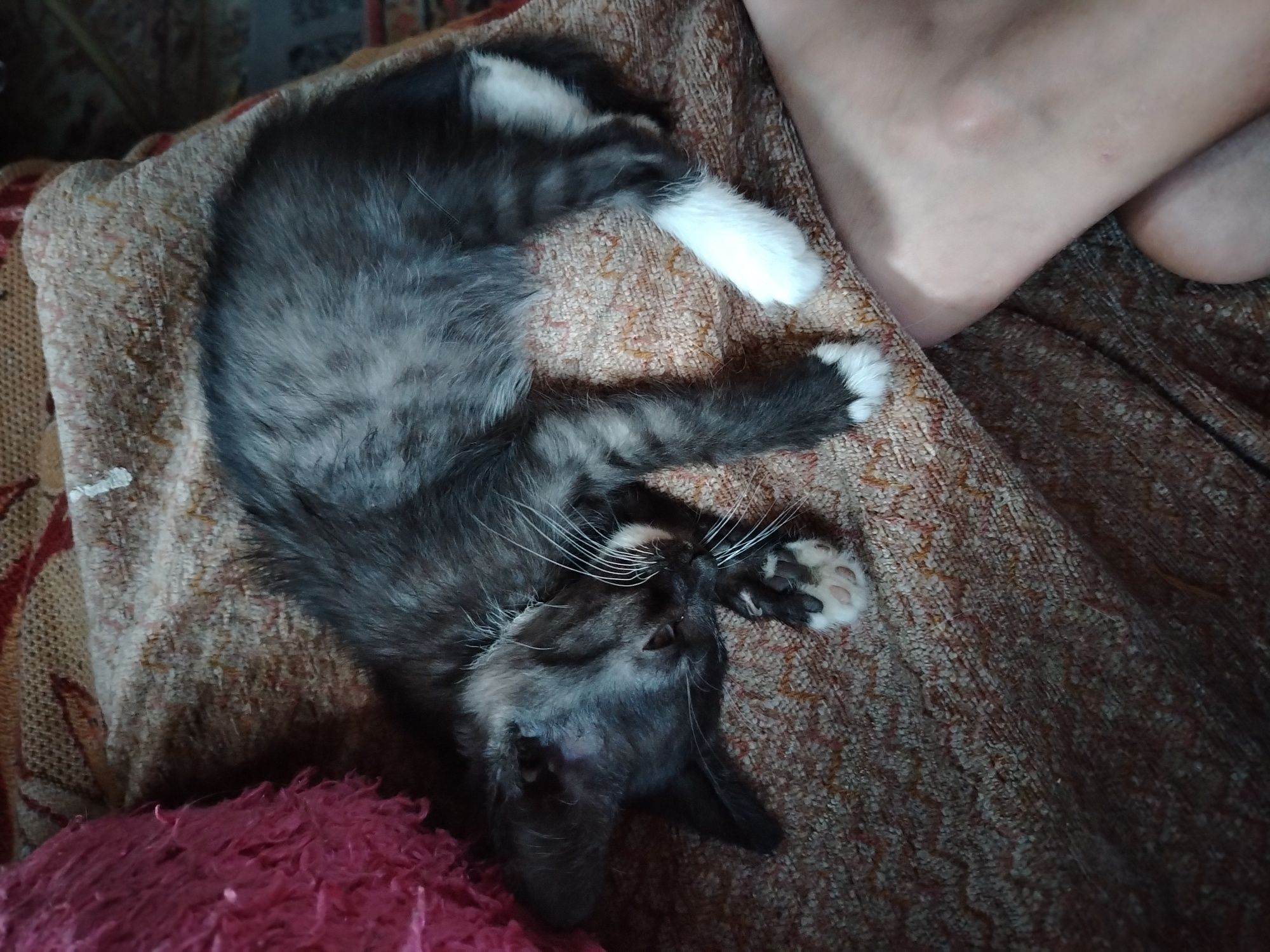 Отдам котят в хорошие руки