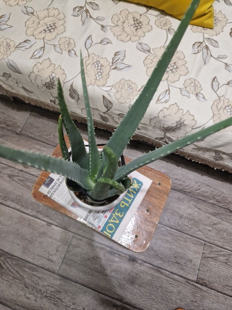 Продам алоэ вера