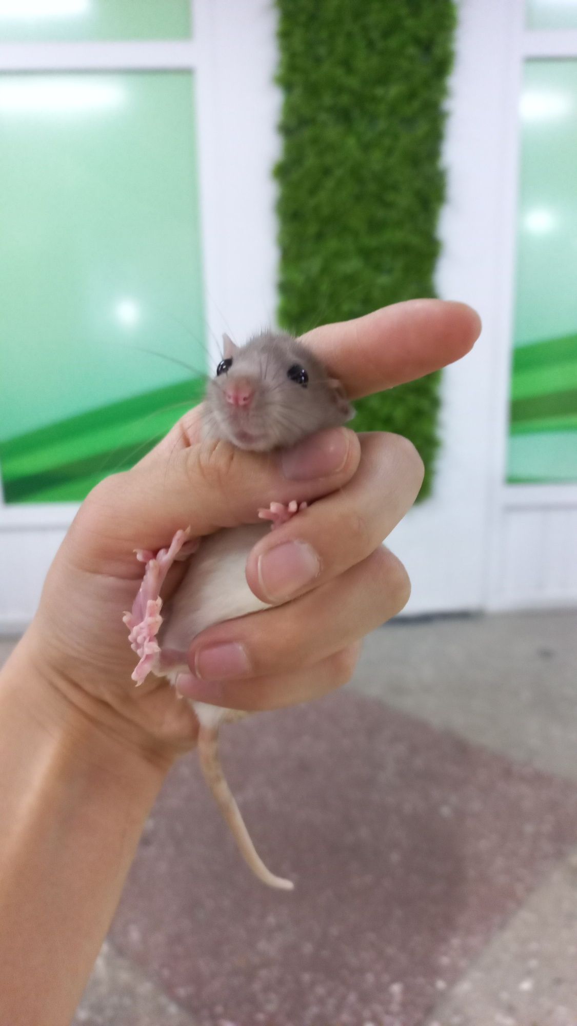 Крысы декоративные