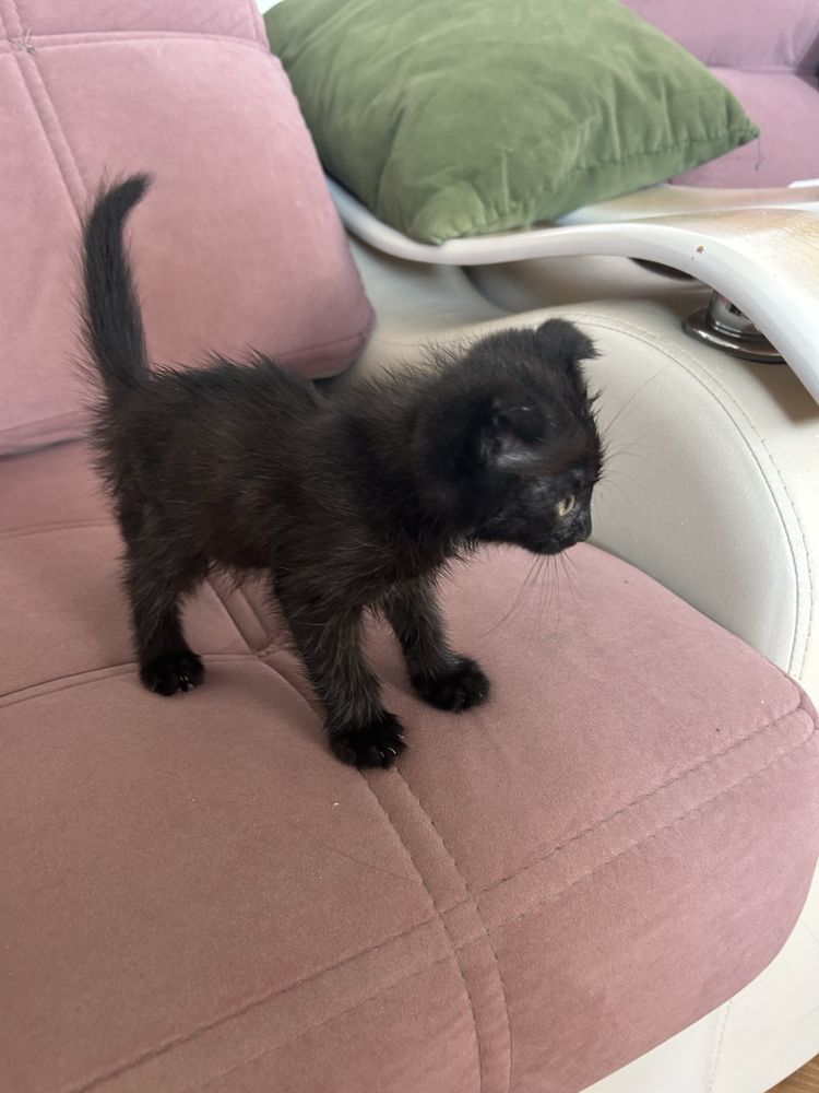 Продам вислоухого котенка