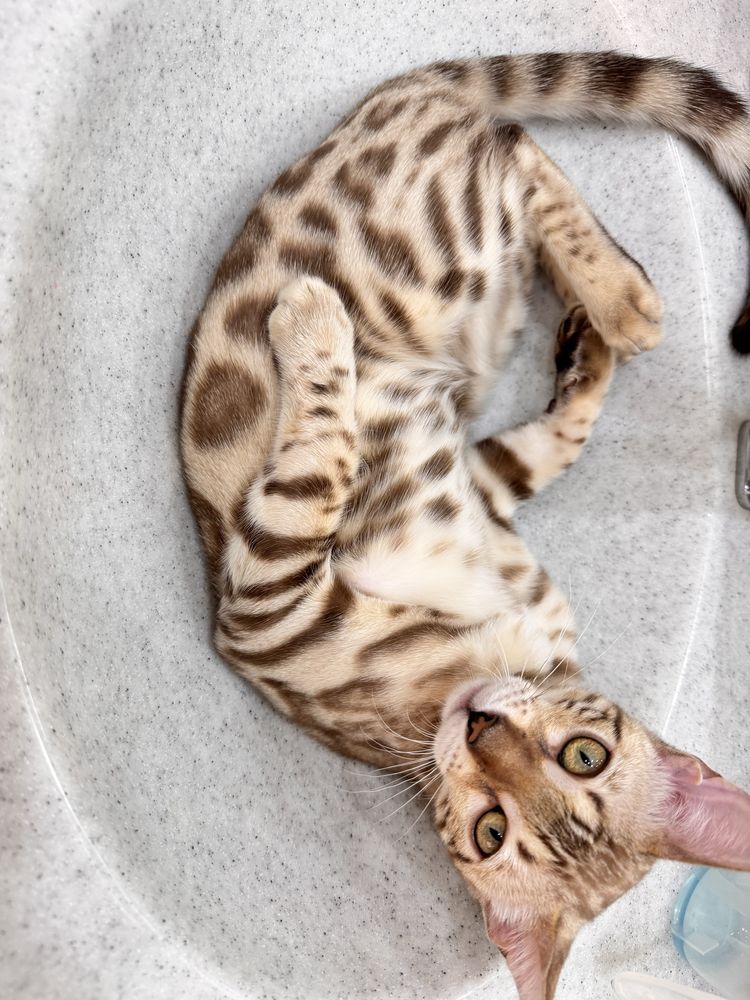 Продам бенгальскую кошку