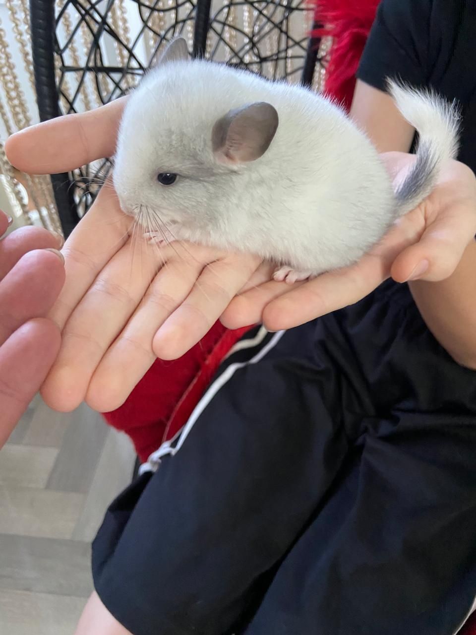 Продам малышей Шиншиллы