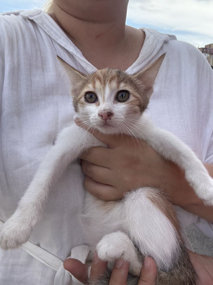Котенок 2.5 месяца