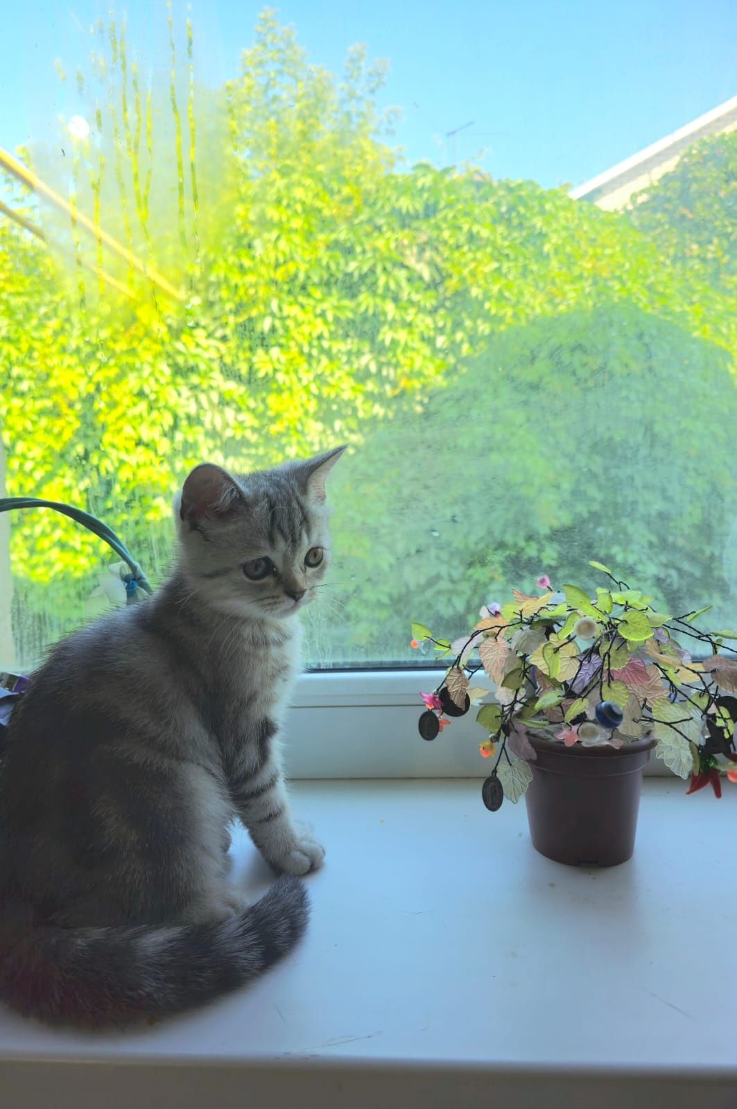 Продам Шотландского прямоухого котенка