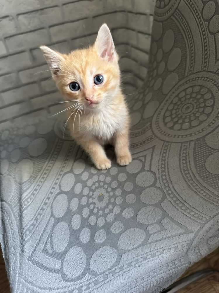 Котята мышеловки.