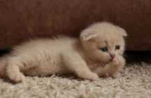 Шотландский вислоухий котёнок